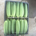 Suntoday зеленый овощ мощности, гибридные F1 органические кашпо для теплицы семена огурцов